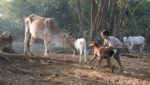 Feast of St. Francis: A Burmese Farmer’s Tale