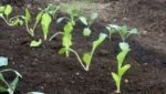 Growing Hope in Uruguay