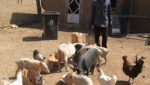 Success Story:  RAISING PIGS — AND A FAMILY — IN GHANA