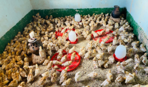 Chicks that were distributed at Matumbulu Training Centre through the COVID-19 Emergency Response Project.