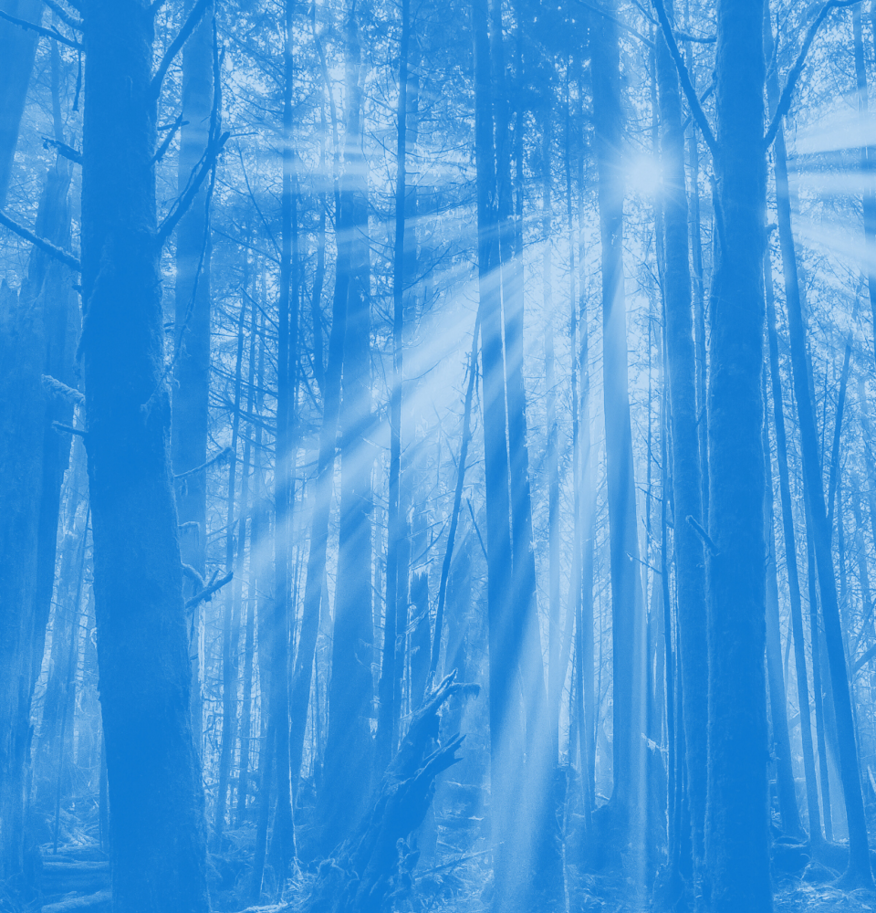decorative image
