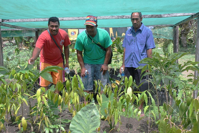Solomon Islands permaculture program | Episcopal Relief & Development
