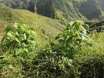 philippines, carbon offsets