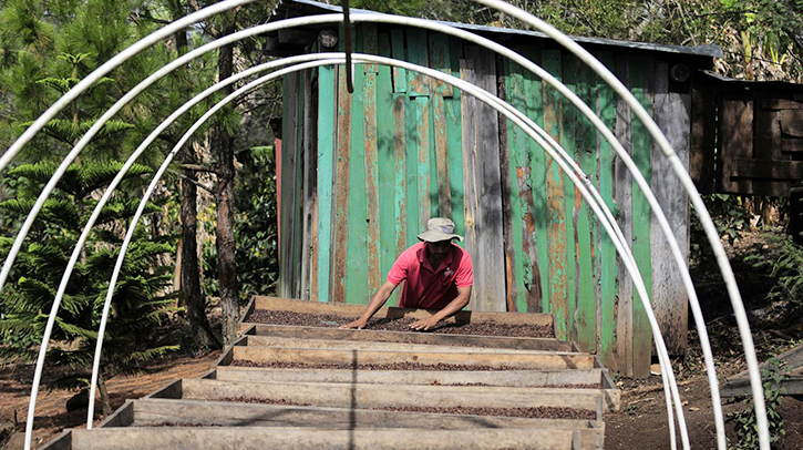 Coffee Farmer Nicaragua