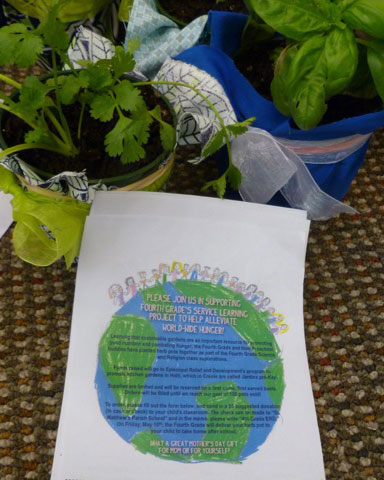 basil and cilantro plants