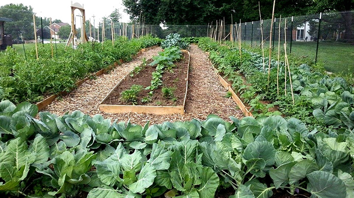 Greens and Vegetables in Garden