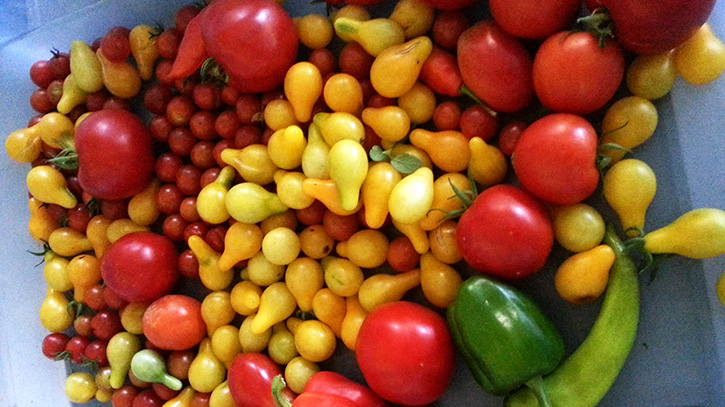 Garden Tomatoes