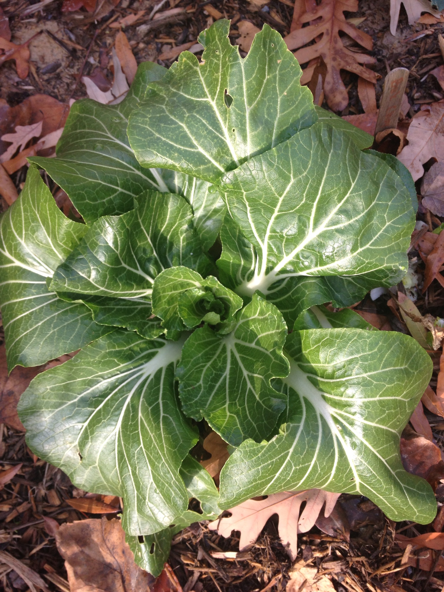 Bok Choy